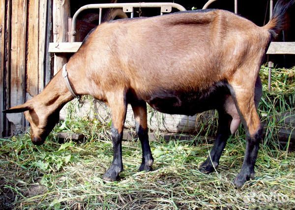 Козье молоко