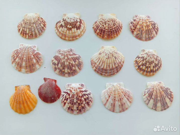 Морские ракушки