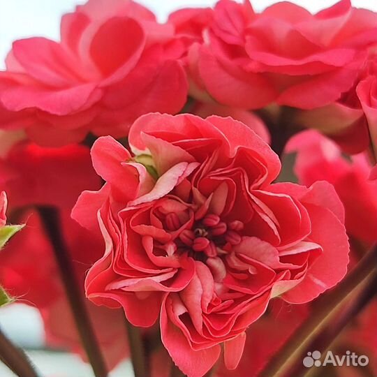 Наборы сортовых пеларгоний(укоренённые)