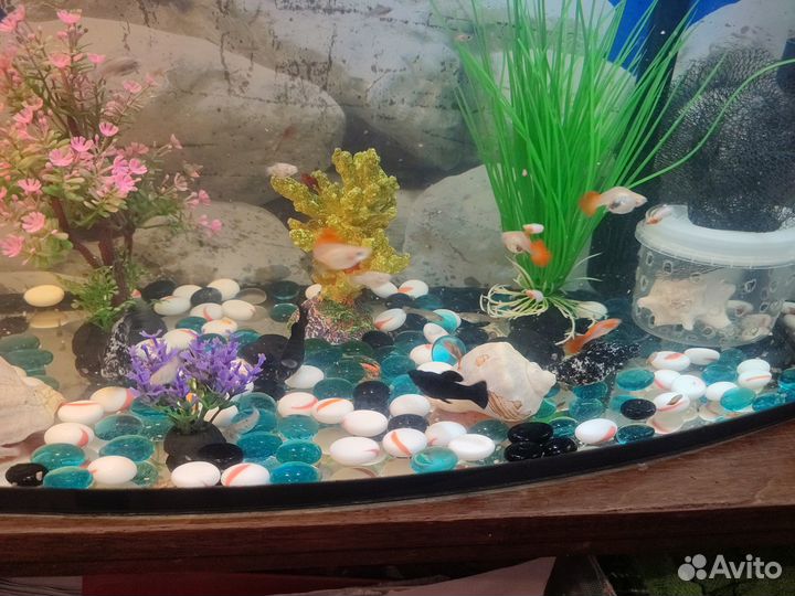 Аквариумные рыбки мальки гуппи моллинезии