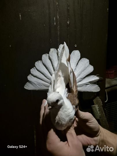 Голуби донецкой селекции