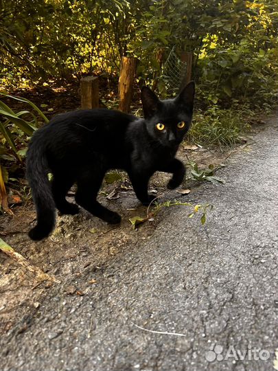 Котик черный подросток котенок