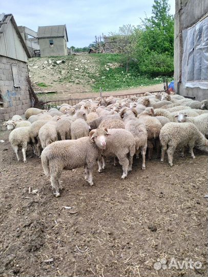 Овцы бараны