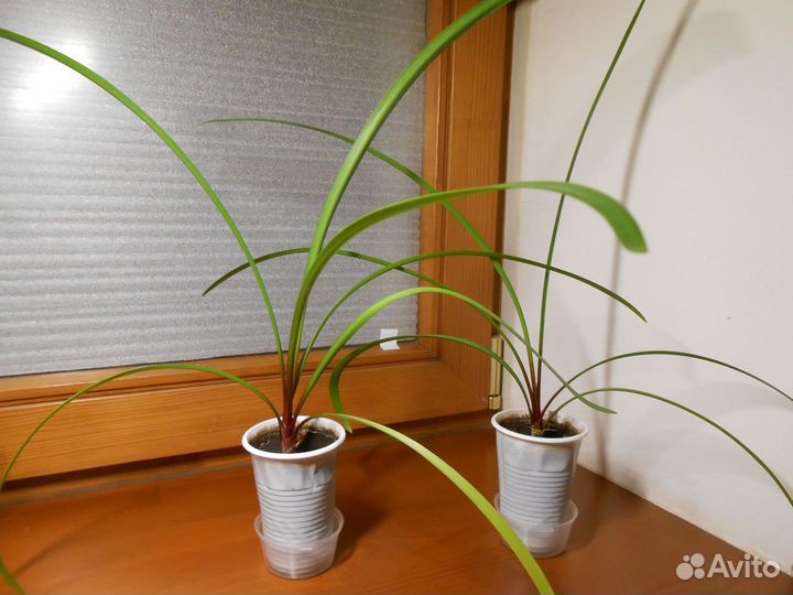 Валлота / Циртантус - молодое растение