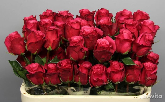 Роза Эквадор Оптом и в розницу