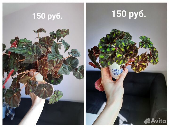 Комнатные цветы