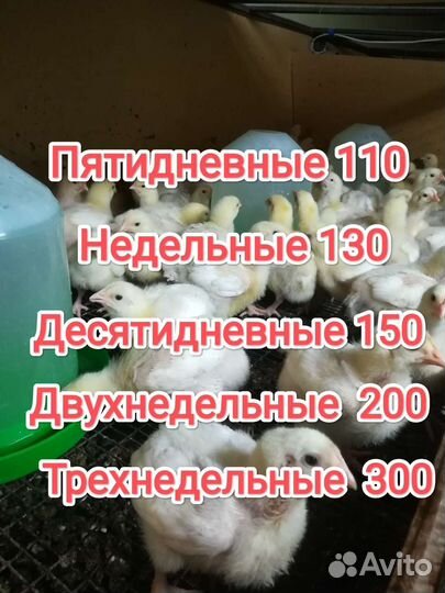 Цыплята бройлеры
