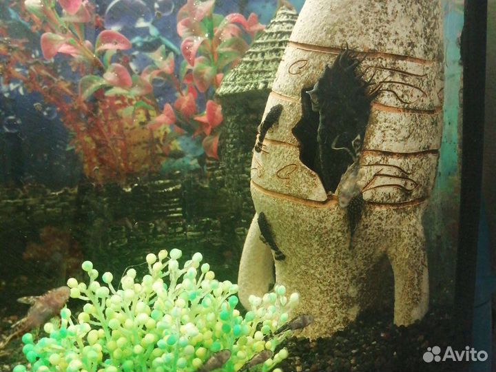 Сомики анцитрусы
