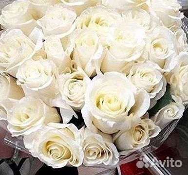 Высокие розы Гигантские розы 110