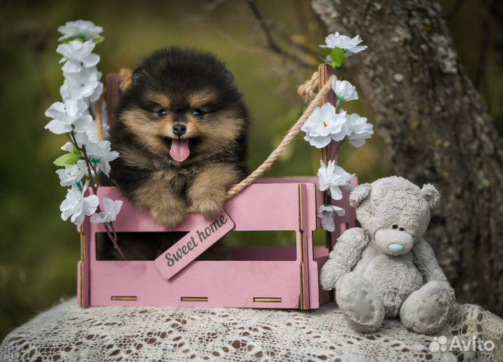 Померанский шпиц