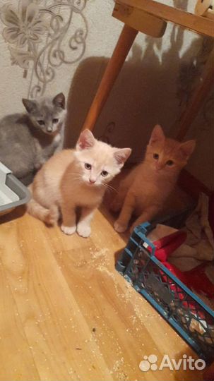 Котята в добрые руки