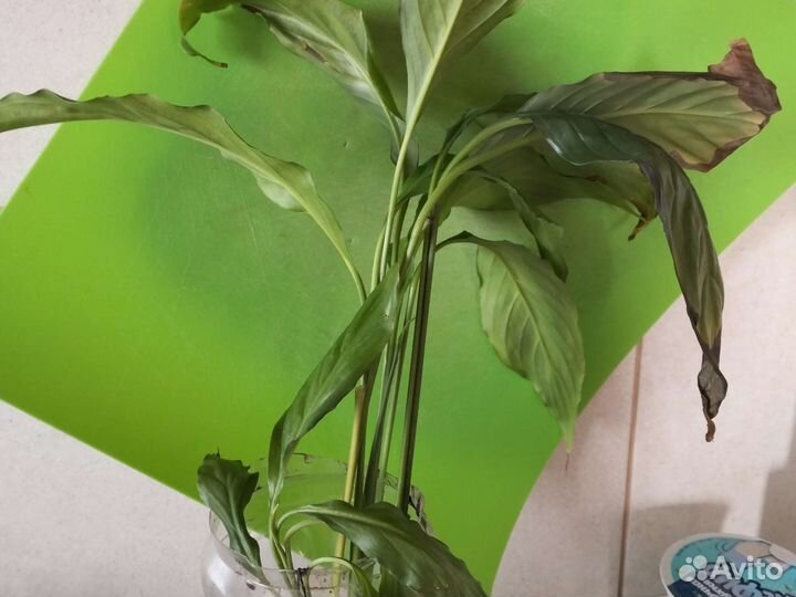 Цветок женское счастье