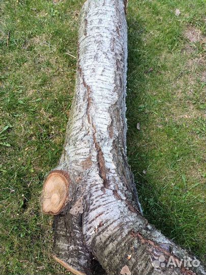 Ствол вишни