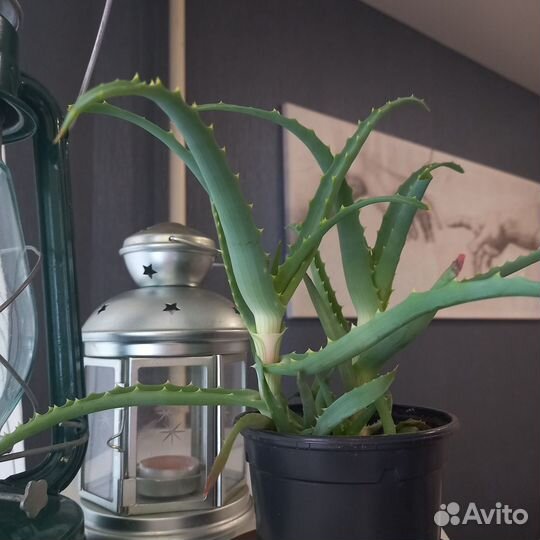 Комнатные цветы алоэ