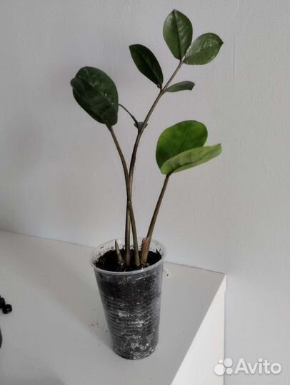 Замиокулькас