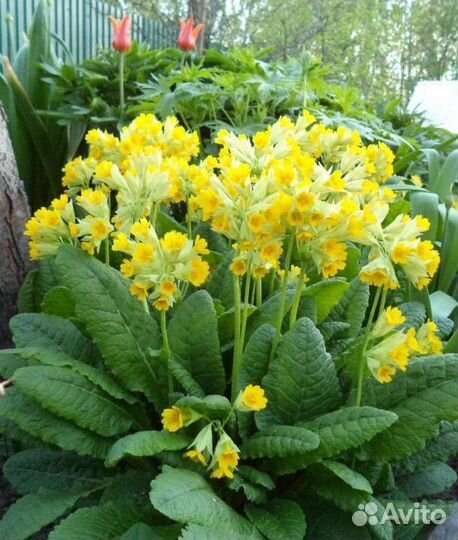 Многолетники разные