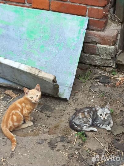 Кошка в дар бесплатно