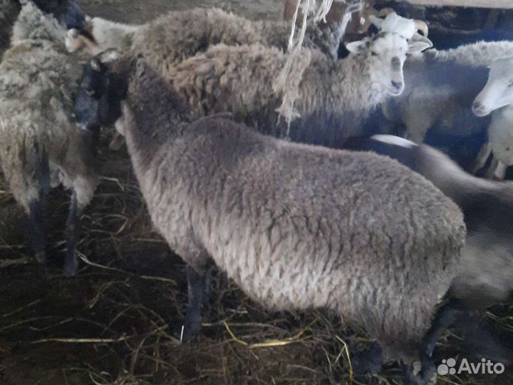 Романовские