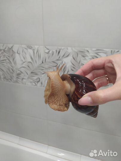 Улитки ахатины