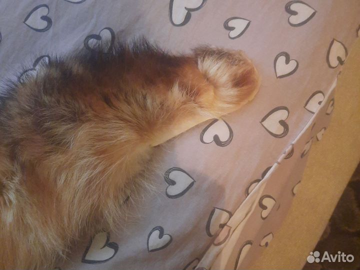 Меховой воротник лиса