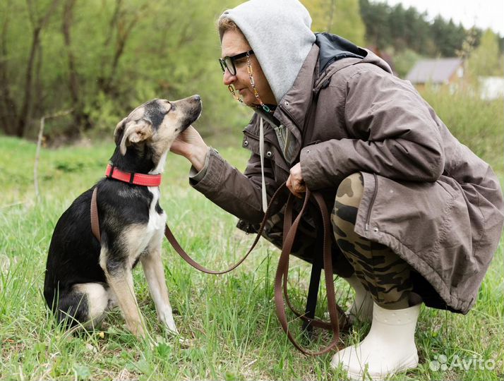 Отдам небольшую собачку Куцика