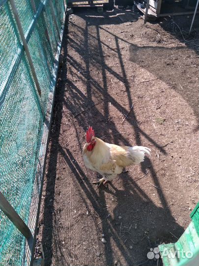 Продам петуха