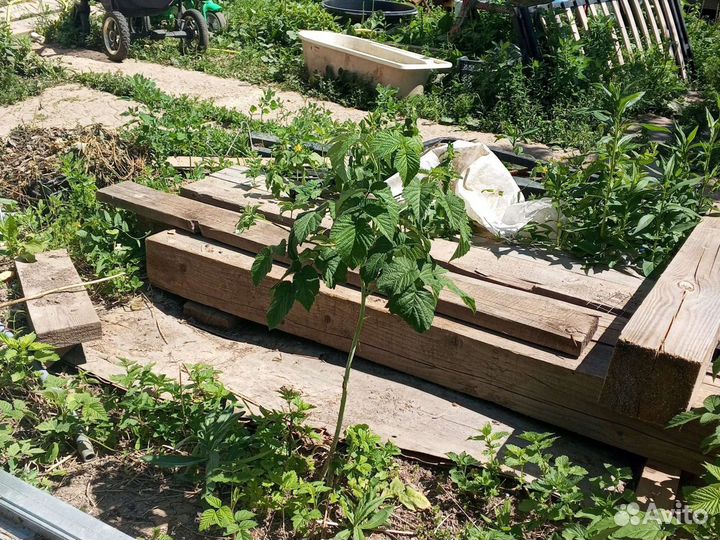 Саженцы малины