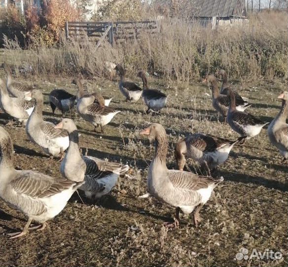 Мясо гуся