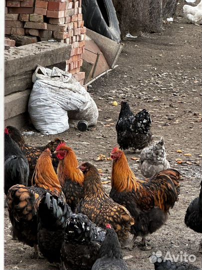 Петухи породы Астролоп и орпинктон 9месяцев