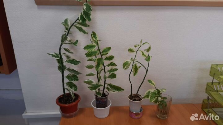 Декабрист, Роициссус, Клеродендрон, Каланхое