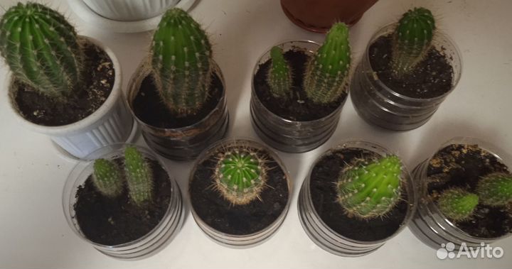 Кактус Трихоцереус