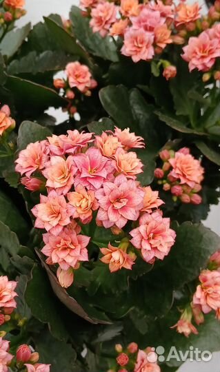 Каланхоэ цветущий