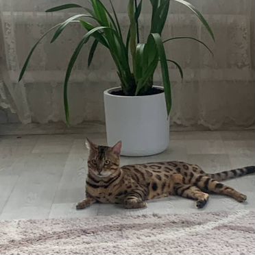 Бенгальский котёнок