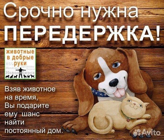 Собака в добрые руки