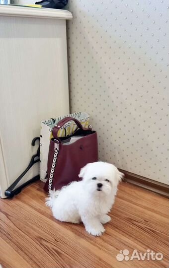 Щенки мальтийской болонки