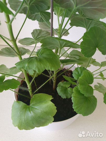 Комнатные цветы герань