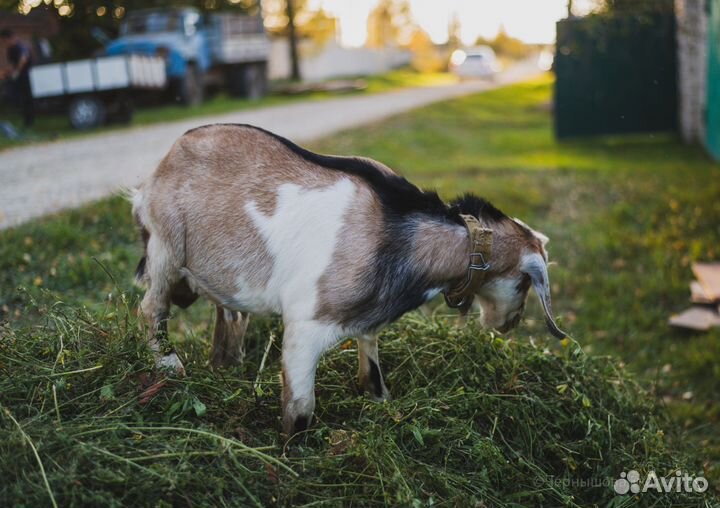 Альпийский козел