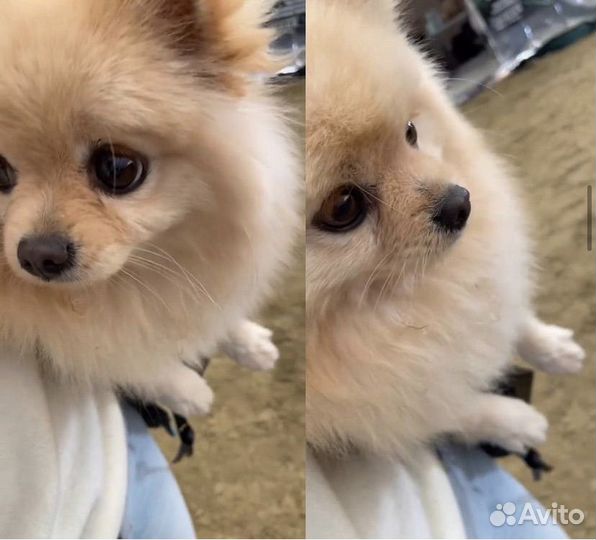 Померанский шпиц