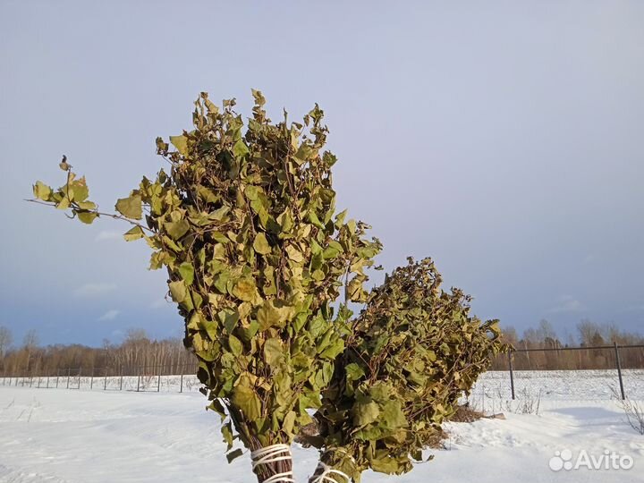 Березовые веники