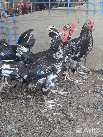 Куры петухи