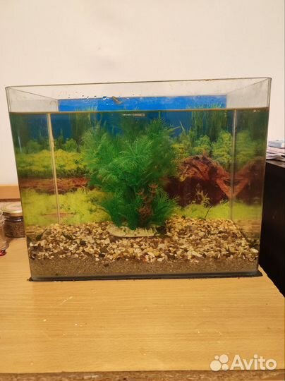 Аквариум