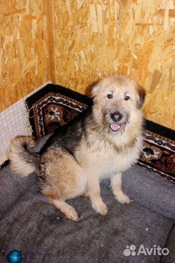 Собака Тэди пушистый ищет дом