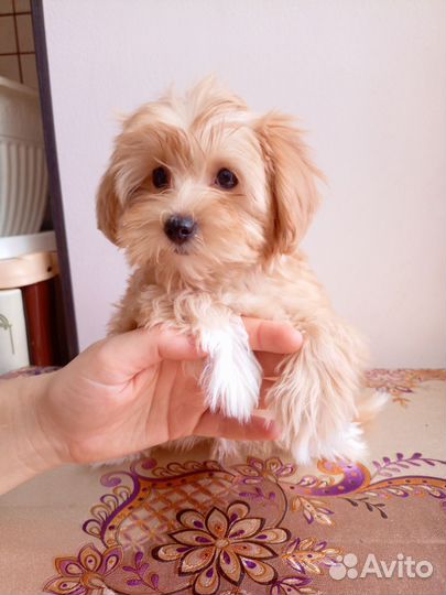 Мальтипу девочка