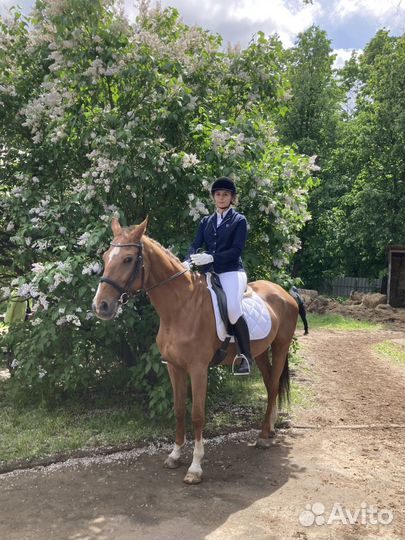 Редингот для конного спорта женский