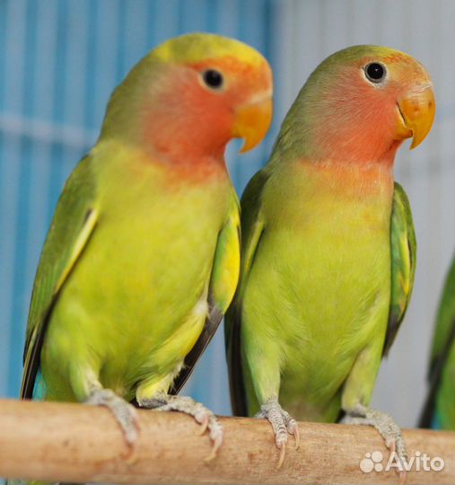 Лучшие попугаи неразлучники зеленые птенцы для Вас