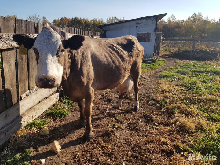 Корова стельная дойная