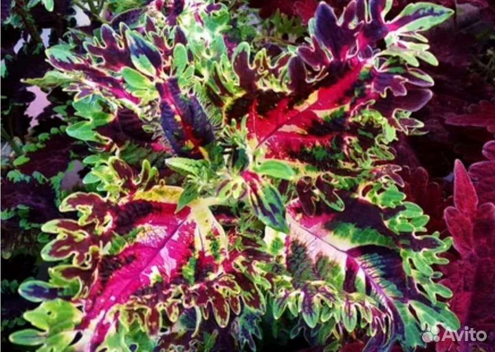 Колеусы сортовые