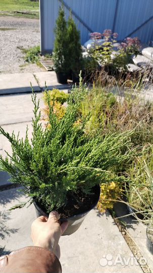 Горная сосна Пумилио, можжевельники