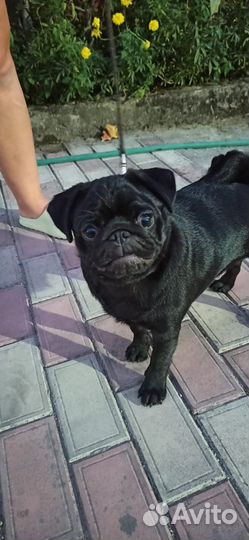 Шикарная девочка мопса