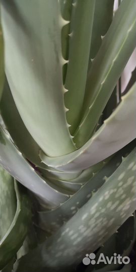 Алое (возраст более 3 лет)